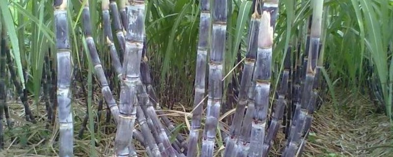 黑皮果蔗的壮尾肥如何施用，生长后期施壮尾肥