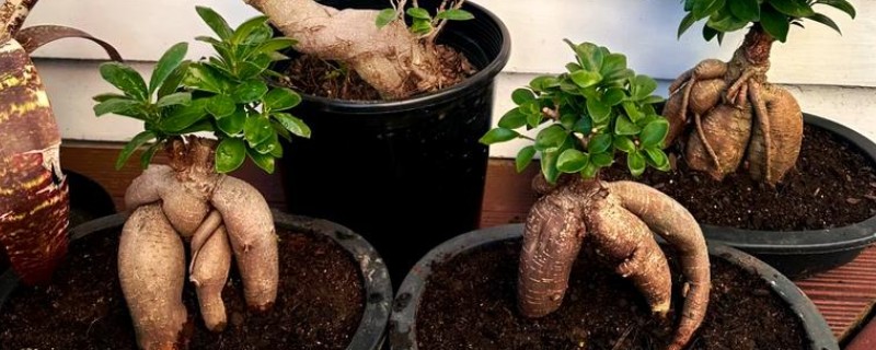 怎么繁殖榕树，可用扦插、压条、嫁接的繁殖方式