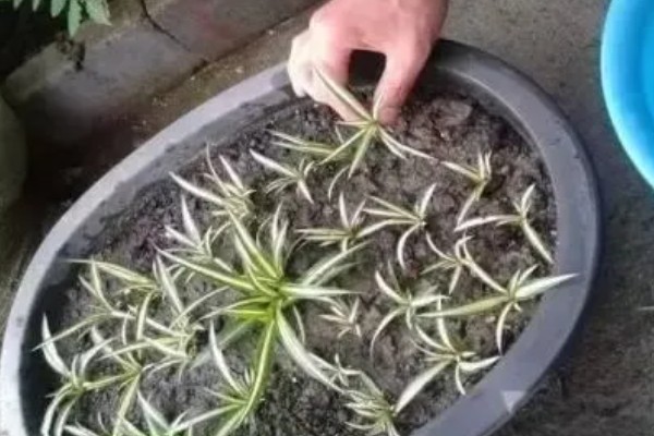 吊兰如何水培才能爆盆，放在向阳处养护可以增强长势