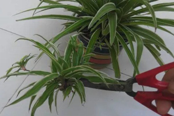 吊兰如何水培才能爆盆，放在向阳处养护可以增强长势