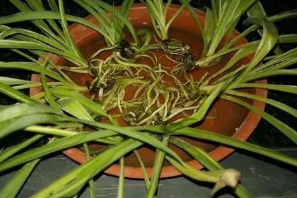 吊兰如何水培才能爆盆，放在向阳处养护可以增强长势