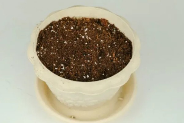 吊兰如何水培才能爆盆，放在向阳处养护可以增强长势