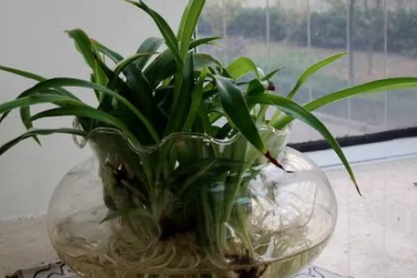 吊兰如何水培才能爆盆，放在向阳处养护可以增强长势