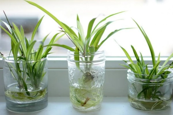 吊兰如何水培才能爆盆，放在向阳处养护可以增强长势