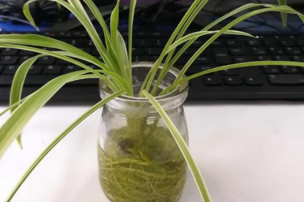 吊兰如何水培才能爆盆，放在向阳处养护可以增强长势