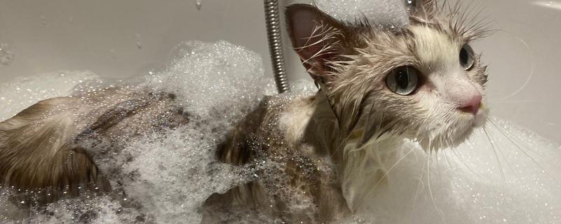 猫毛囊炎的治疗方式，可以用肥皂清洗