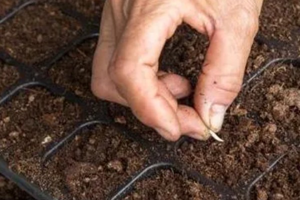 怎么种小黄瓜,通常在4月份左右播种