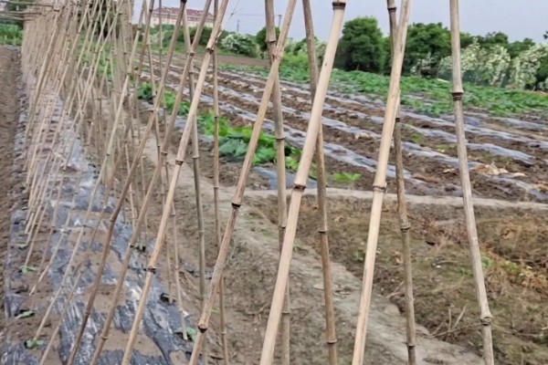 怎么种小黄瓜,通常在4月份左右播种