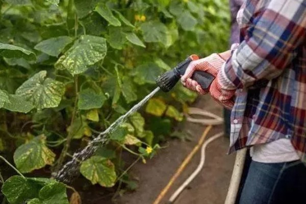 怎么种小黄瓜,通常在4月份左右播种