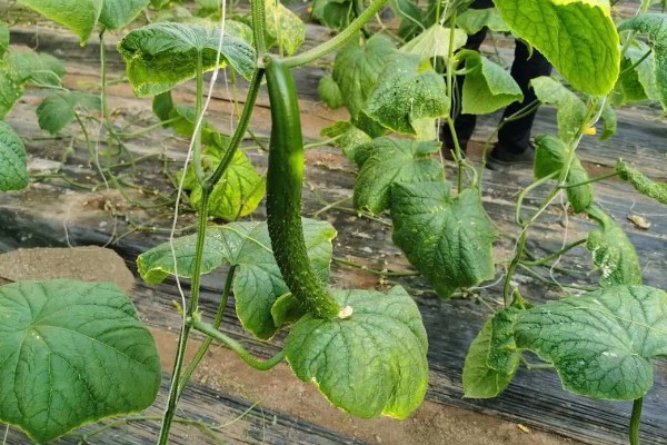 怎么种小黄瓜,通常在4月份左右播种