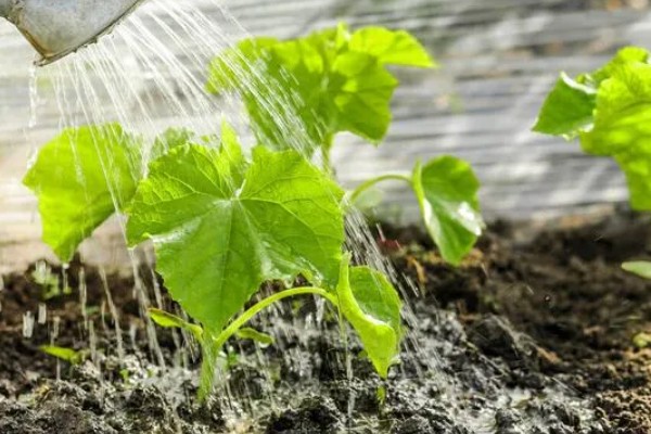 怎么种小黄瓜,通常在4月份左右播种