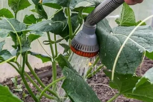 怎么种小黄瓜,通常在4月份左右播种