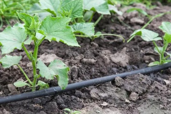 怎么种小黄瓜,通常在4月份左右播种