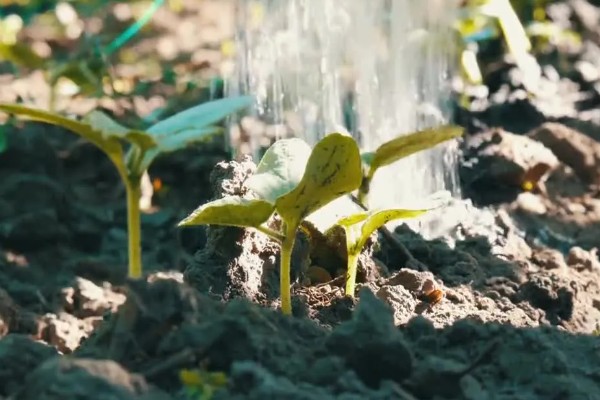 怎么种小黄瓜,通常在4月份左右播种