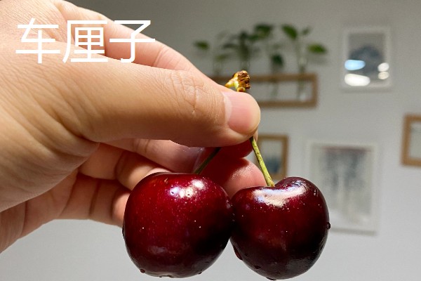 车厘子与樱桃有什么区别,外观、口感、成熟时间均不同