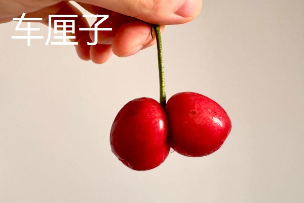 车厘子与樱桃有什么区别,外观、口感、成熟时间均不同