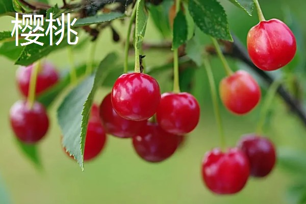 车厘子与樱桃有什么区别,外观、口感、成熟时间均不同