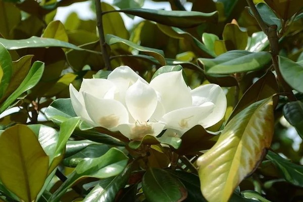 树上开大白花是哪种树,是广玉兰