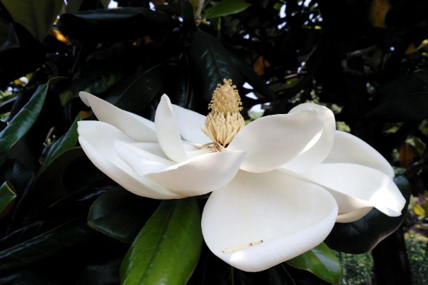 树上开大白花是哪种树,是广玉兰