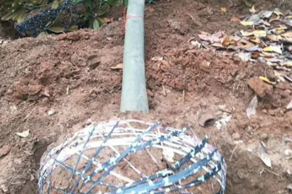 树上开大白花是哪种树,是广玉兰