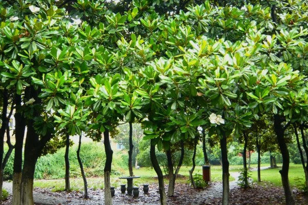 树上开大白花是哪种树,是广玉兰