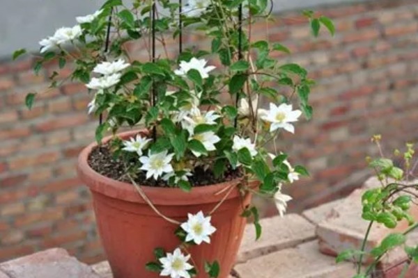 铁线莲黄叶的原因，可能是施肥单一所致