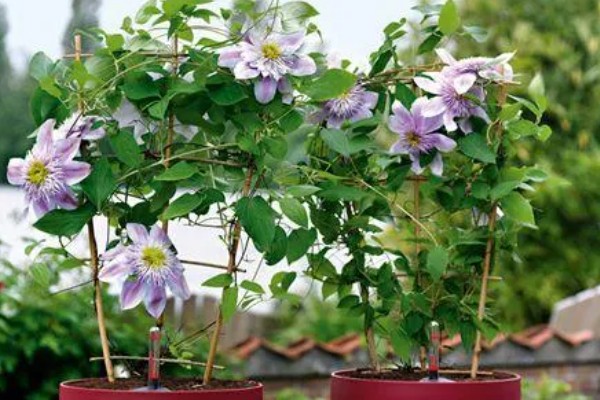 铁线莲黄叶的原因，可能是施肥单一所致