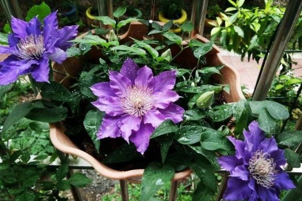 铁线莲黄叶的原因，可能是施肥单一所致