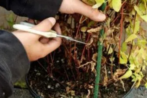 铁线莲黄叶的原因，可能是施肥单一所致