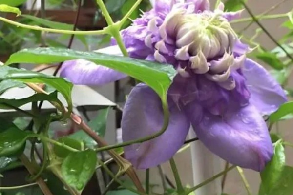 铁线莲黄叶的原因，可能是施肥单一所致