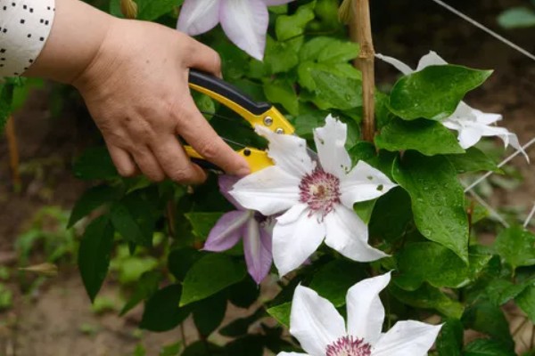 铁线莲黄叶的原因，可能是施肥单一所致