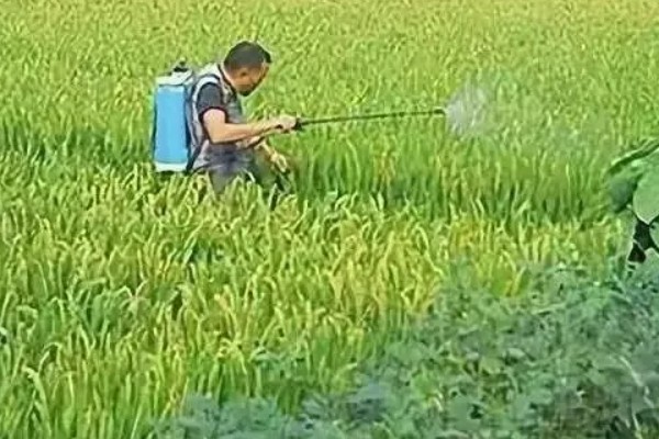 尿素对农作物的作用，可以提高作物的产量