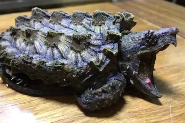 鳄龟秋季如何进行夜补光照，晚间9时至凌晨4时开灯