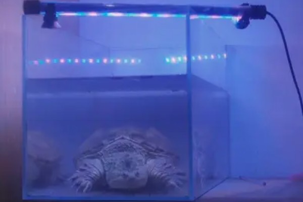 鳄龟秋季如何进行夜补光照，晚间9时至凌晨4时开灯