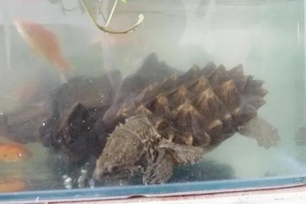 鳄龟秋季如何进行夜补光照，晚间9时至凌晨4时开灯
