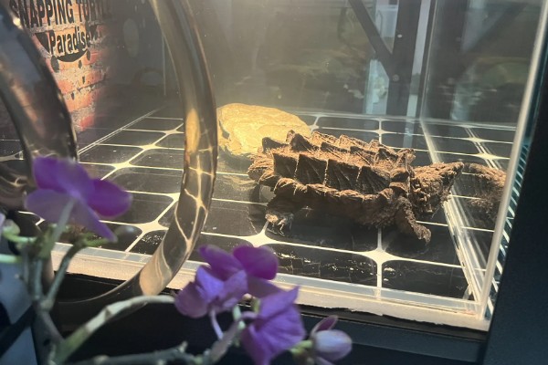 鳄龟秋季如何进行夜补光照，晚间9时至凌晨4时开灯
