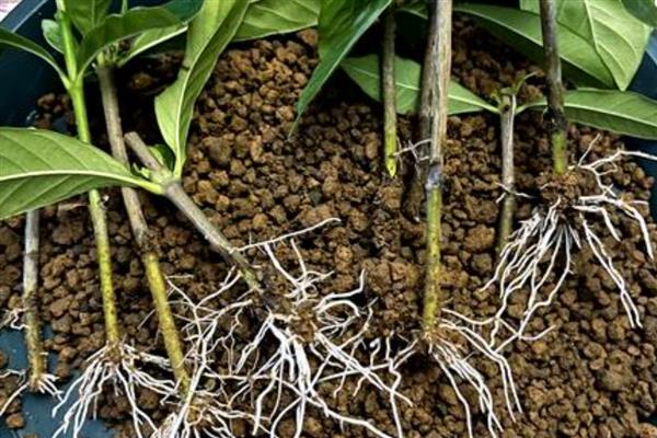 怎么繁殖榕树,可用扦插、压条、嫁接的繁殖方式