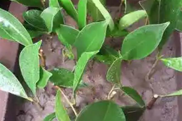 怎么繁殖榕树,可用扦插、压条、嫁接的繁殖方式