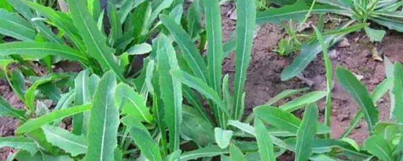 苦麻菜如何种植，可春播或秋播