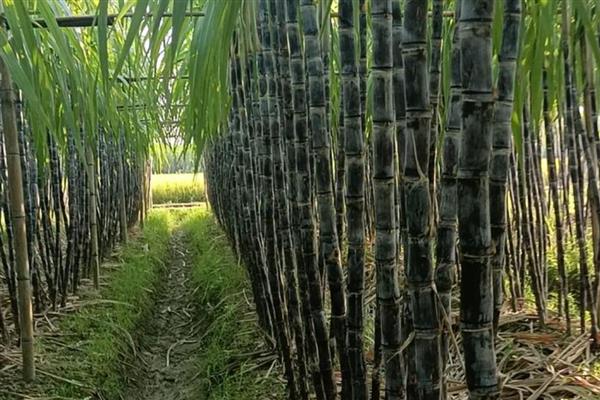 黑皮果蔗的壮尾肥如何施用，生长后期施壮尾肥
