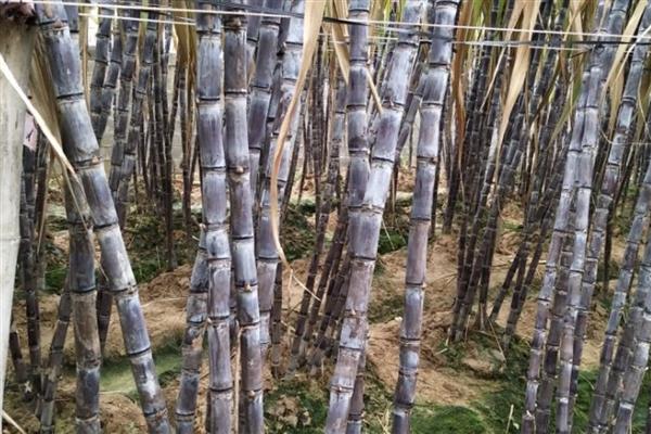 黑皮果蔗的壮尾肥如何施用，生长后期施壮尾肥