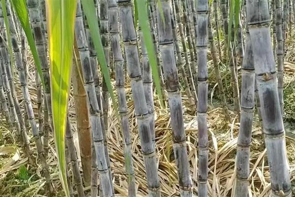 黑皮果蔗的壮尾肥如何施用，生长后期施壮尾肥