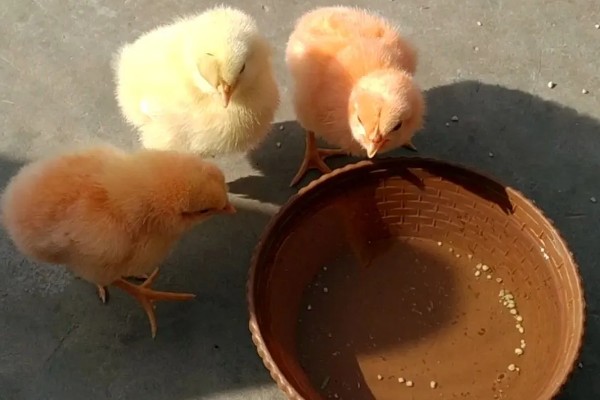 怎样养小鸡的成活率高，养护温度控制在33-35℃