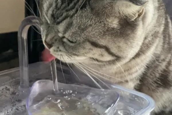 为什么猫咪不喜欢洗澡，主要原因是害怕水