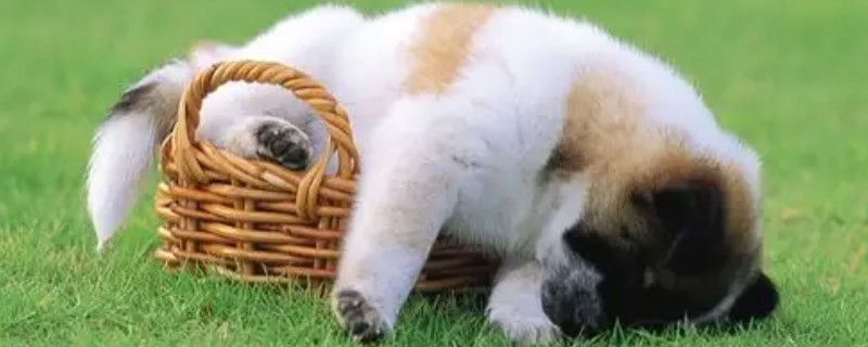 狗能不能吃地瓜，能吃地瓜