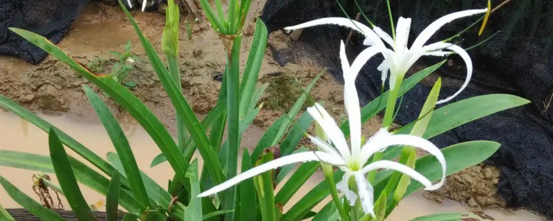 蜘蛛兰的花语，寓意丽质天生、潇洒等