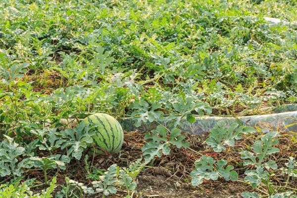 西瓜的种植技术，播种前先在热水中浸种
