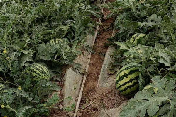 西瓜的种植技术，播种前先在热水中浸种