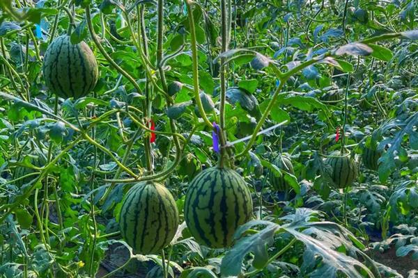 西瓜的种植技术，播种前先在热水中浸种