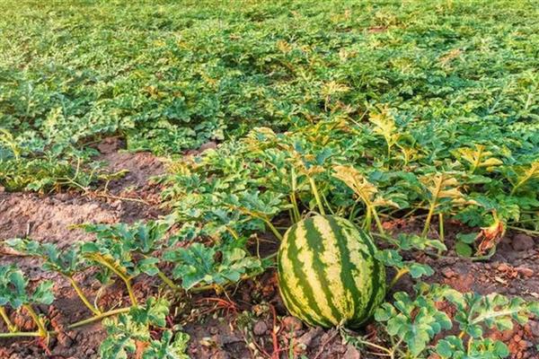 西瓜的种植技术，播种前先在热水中浸种